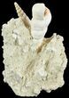Fossil Gastropod (Haustator) Cluster - Damery, France #62512-2